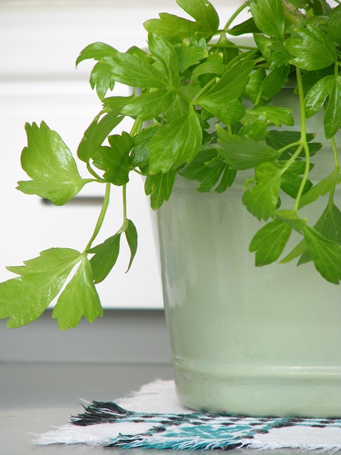 Free Green Nature photo and picture