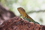 mountain boomer lizard, common collared lizard, oklahoma state reptile