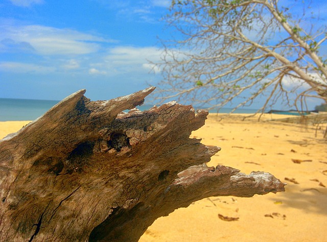 Free Beach Driftwood photo and picture
