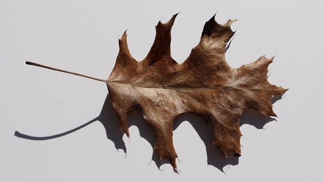Blatt, Braune Blatt, Herbst, Pflanze