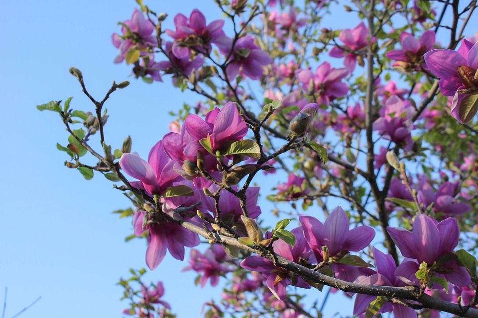 Saucer Magnolia Tree Free photo on Pixabay
