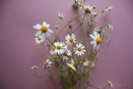 Kamille, Tuin, Medicinaal, Wit, Bloemen