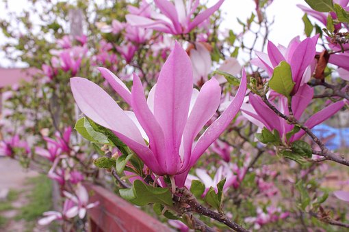 Schotel Magnolia, Magnolia, Boom, Lente