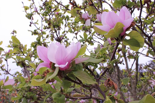 Schotel Magnolia, Magnolia, Boom, Lente