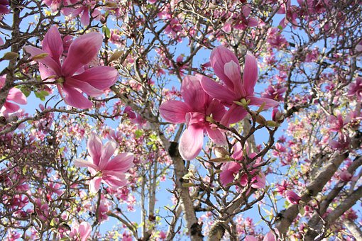 Schotel Magnolia, Magnolia, Boom, Lente