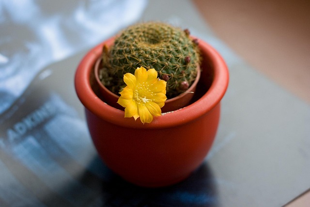 Free Cactus Flower photo and picture