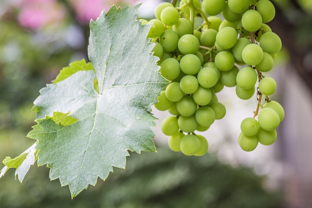 Free Grape Green photo and picture
