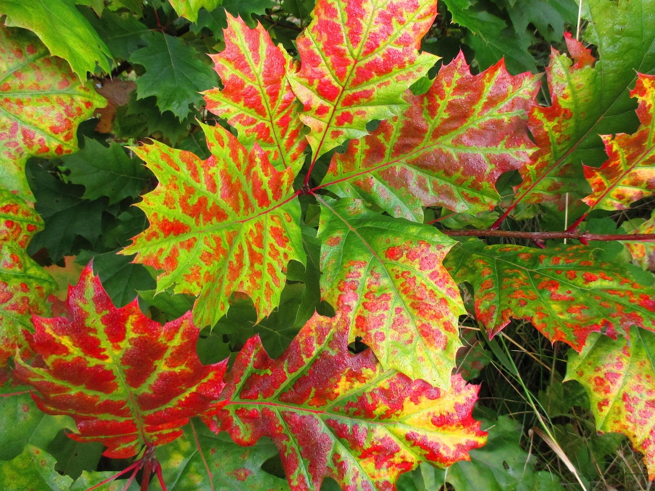 Leaves Fall Autumn Color - Free photo on Pixabay - Pixabay