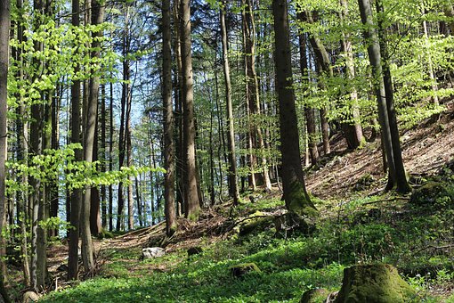 Bäume, Wald, Natur, Waldbäume, Umgebung