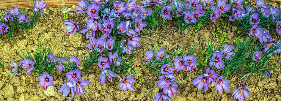 Free Saffron Aromatic Plants photo and picture