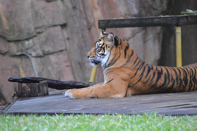 Free Australia Zoo Tiger photo and picture