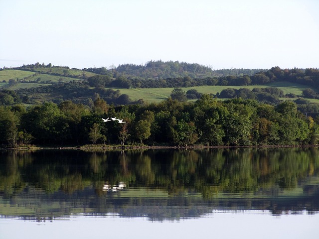 Irland, See, Tierwelt, Vögel, Himmel