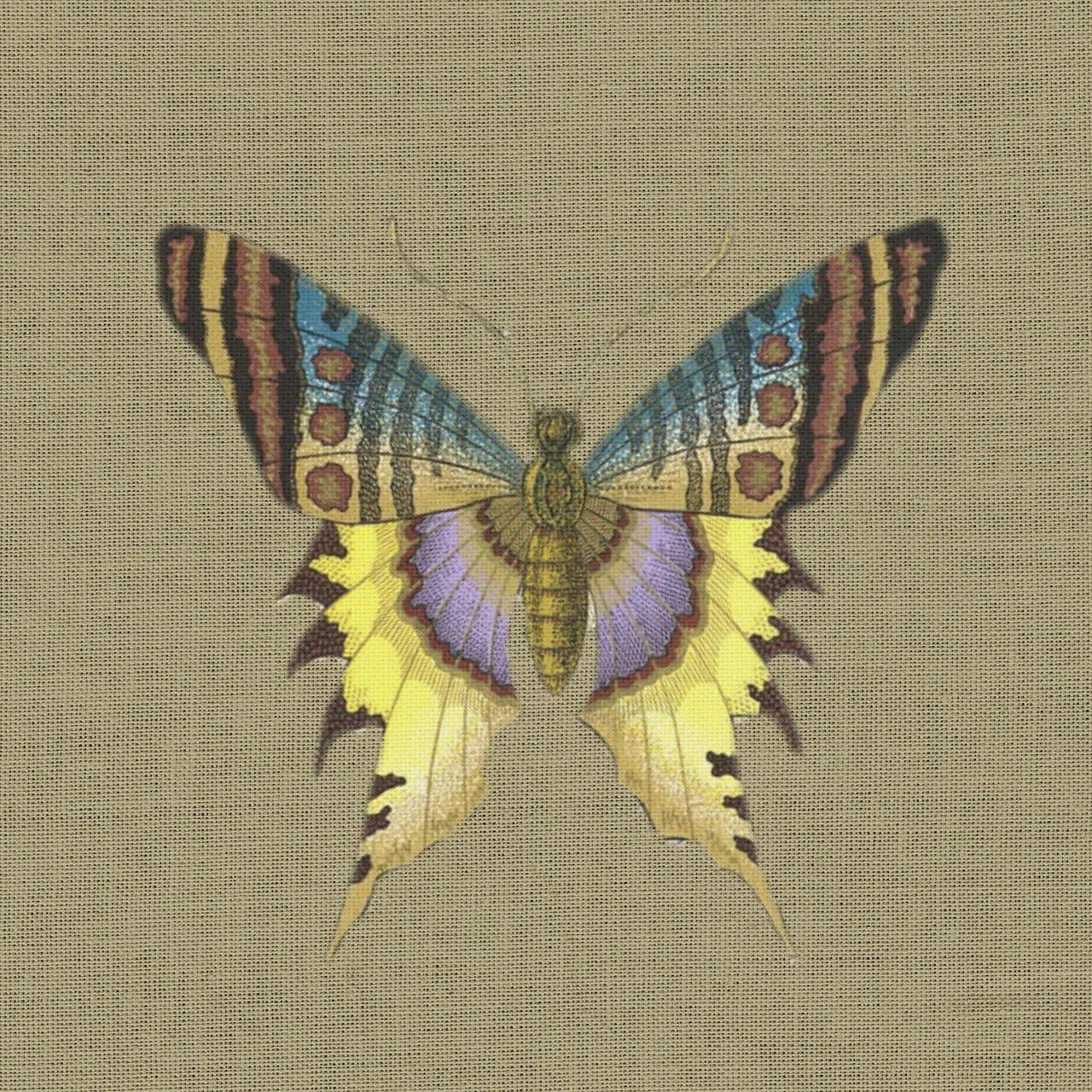 Butterfly, Yellow, Blue, Purple, Color