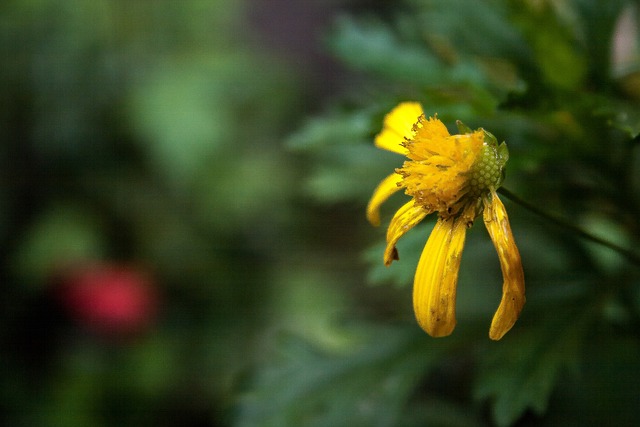 Free Flower Damaged Flower photo and picture