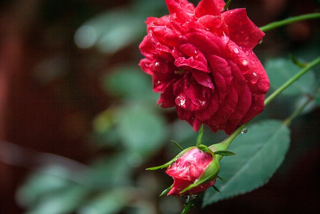 Free Rose Button photo and picture