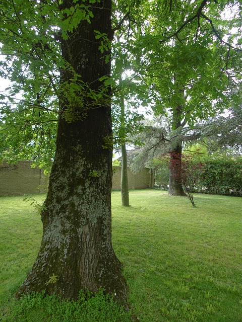 Free Tree Nature photo and picture