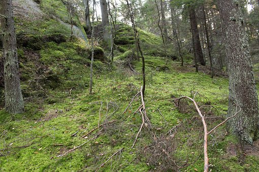 Free Forest Moss photo and picture