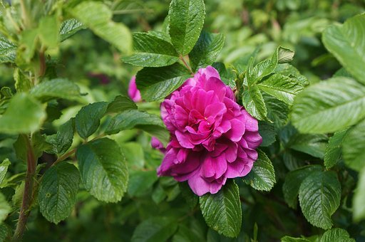 Free Wild Praise Nature photo and picture
