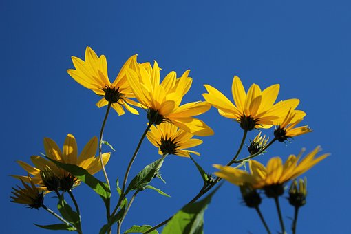 Flor, Contra El Cielo