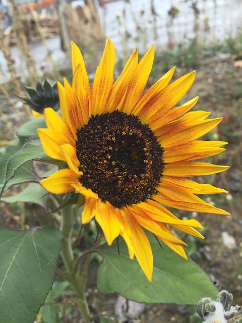 Free Sunflower Flower photo and picture
