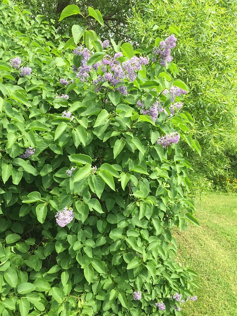 Free Lilac Shrub photo and picture
