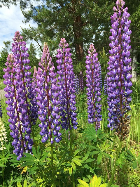 Free Lupine Purple photo and picture