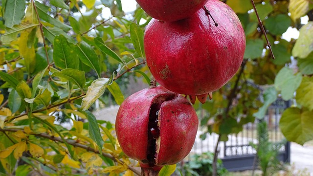 Free Fruit Garnet photo and picture