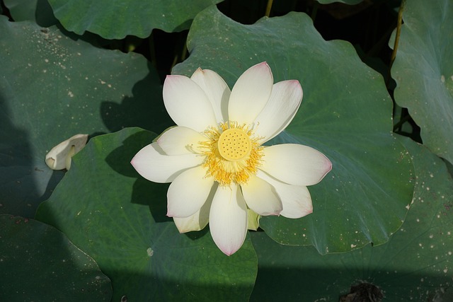Free Lotus Pond photo and picture