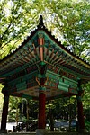 roof tile, forest, nature