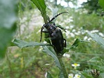 sawbuck, beetle, black forest