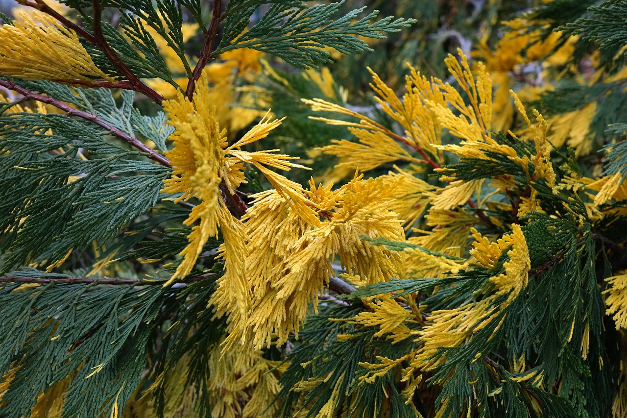incense cedar, california incense cedar, nature, california river cedar, calocedrus decurrens, calocedrus, river cedar, branch, yellowish, variegated incense cedar, yellow river cedar, yellow-colored, yellow green, calocedrus decurrens aureovariegata, evergreen tree, bushy, shrub, bush, cypress family, shoot tips, leaves, edging sheets, flat leaves