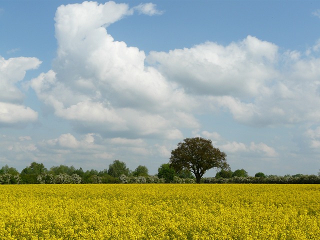 Natur, Mark, Rapsmark, Himmel, Landskab