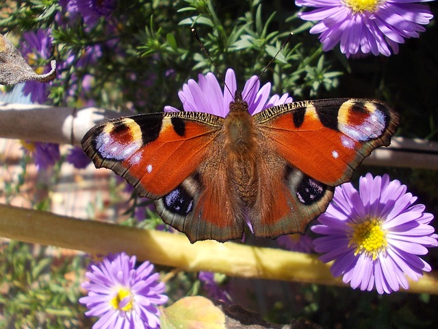 Sommerfugl, Blomst Baggrund