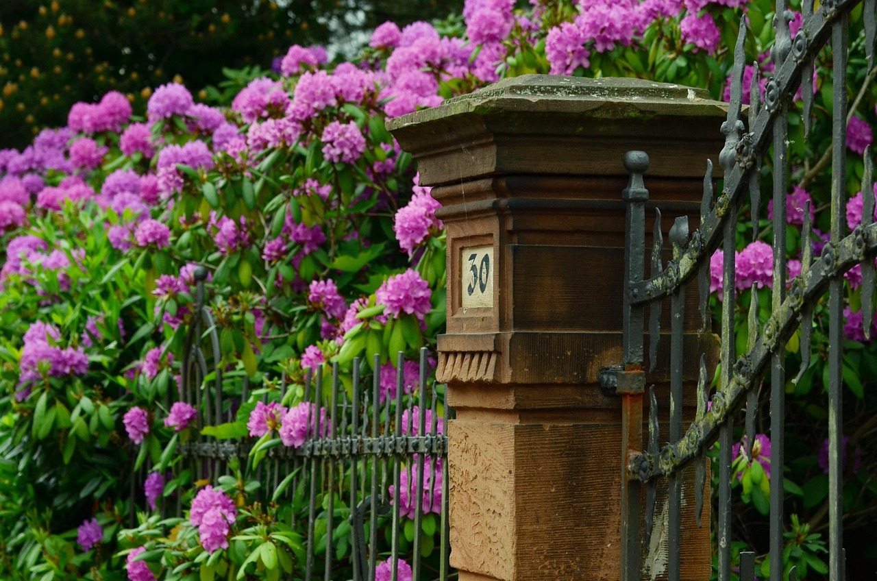 Rhododendron - free online jigsaw puzzle photo
