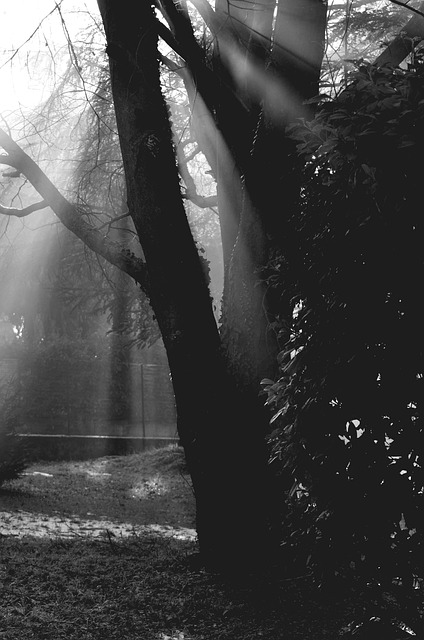 Free Trees Solar Light photo and picture