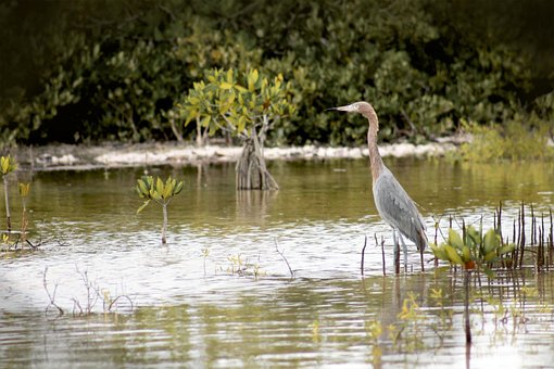 Free Nature Bird photo and picture
