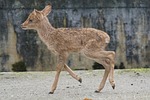 burmese eld's deer, paahufer, young animal