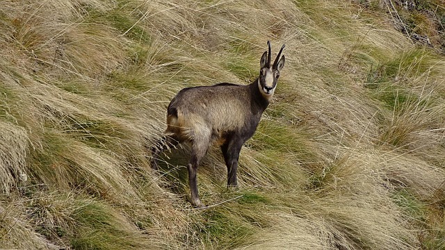 Free Chamois Park photo and picture