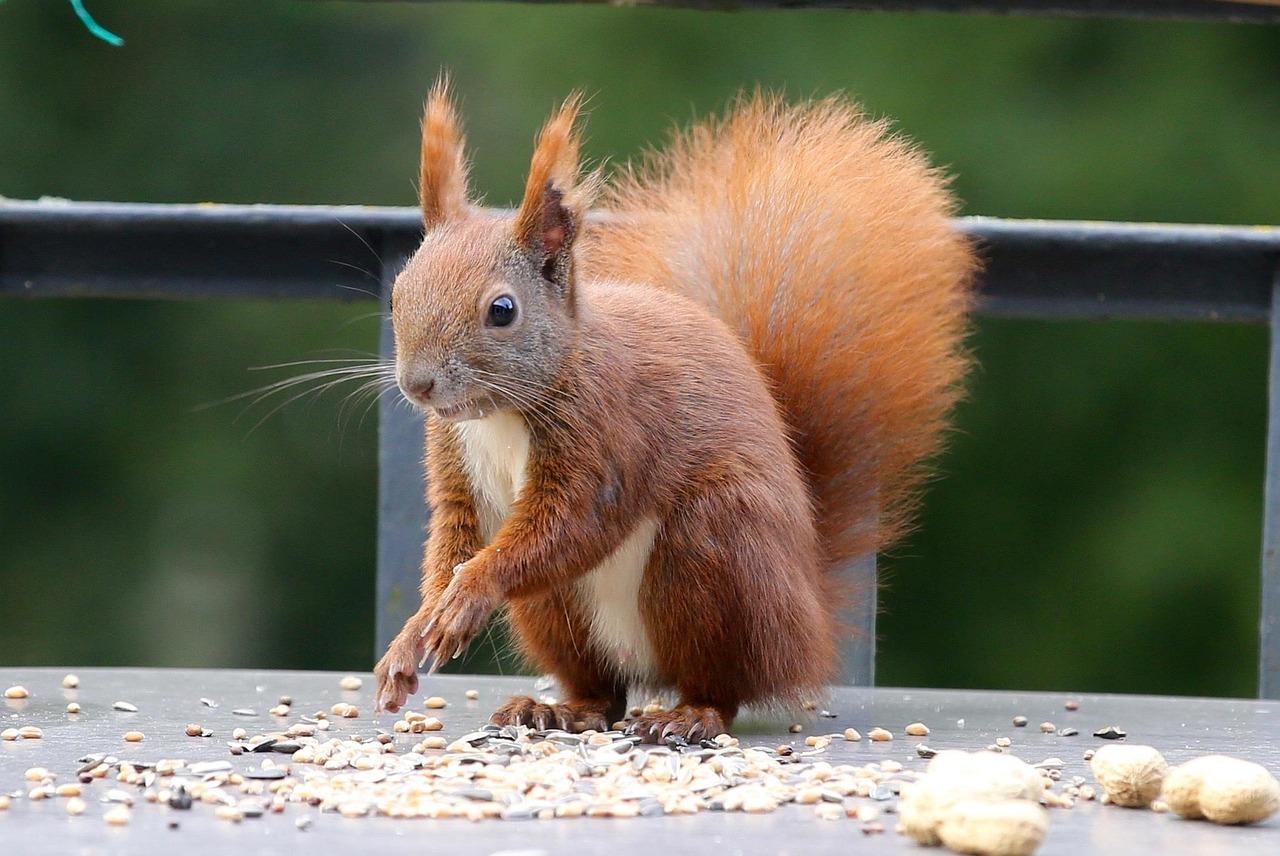 squirrel, calibration hangover, animal, rodent, nature, fur, wildlife, mammal, cute