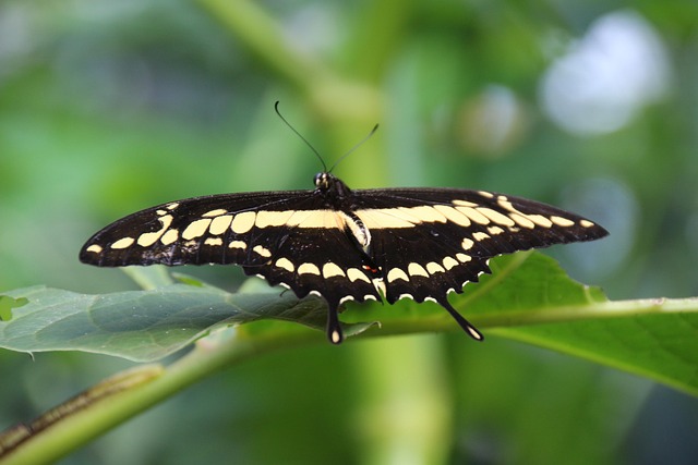 Schmetterling, Schwalbenschwanz, Insekt
