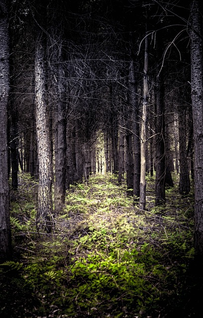 Free Forest Woods photo and picture