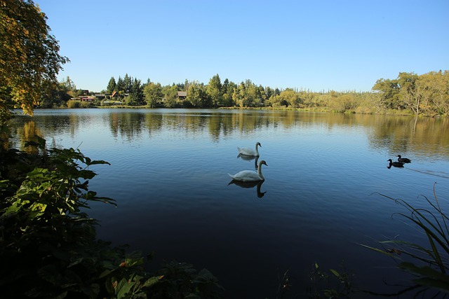 Free Landscape Swan photo and picture