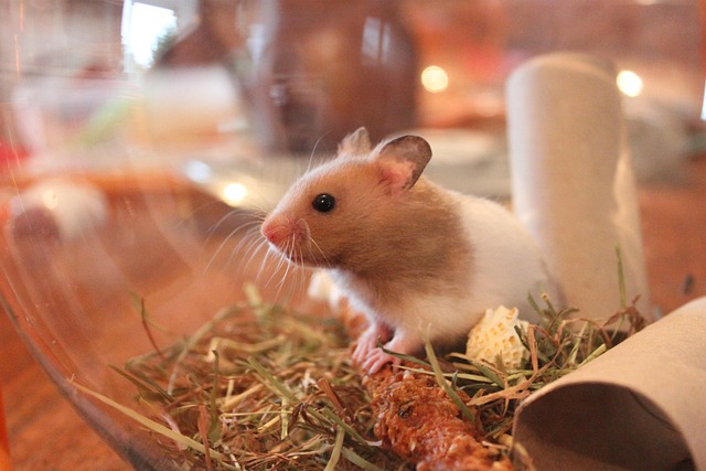 Free Hamster Animal photo and picture