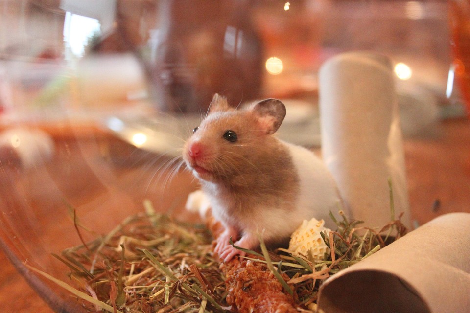 Hamster Animal Free Photo On Pixabay