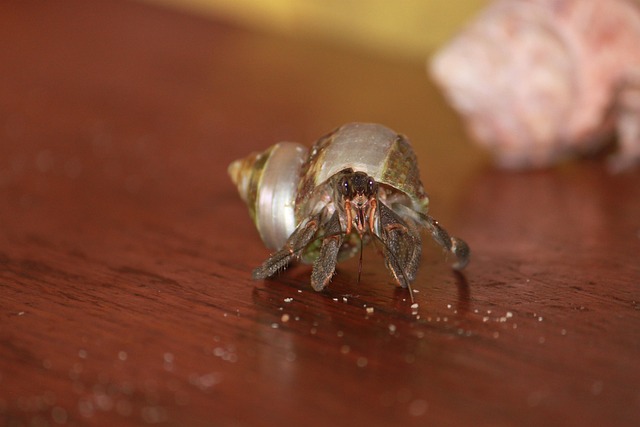 Free Terrestrial Hermit Crab Animal photo and picture