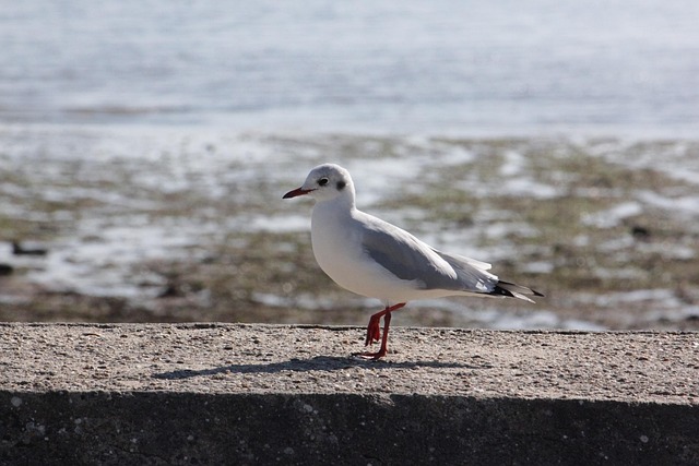 Free Seagull Bird photo and picture
