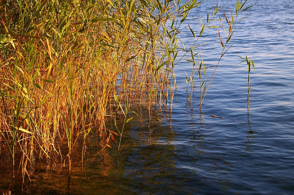 Reed Riverbank Water Free photo on Pixabay Pixabay