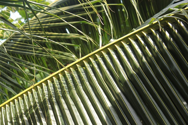 Free Palm Tree Leaves photo and picture