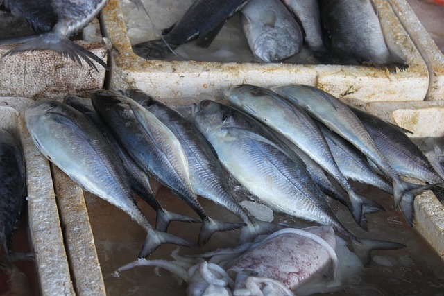 Free Fish Thailand photo and picture
