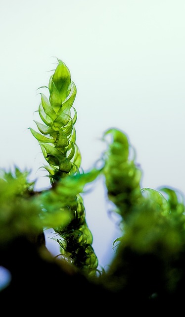 Grøn, Makro, Mos, Natur, Planter, Frisk